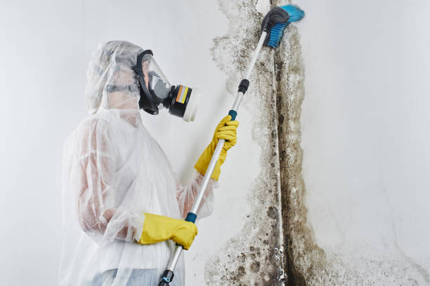 Best Attic Mold Removal  in Elroy, NC